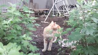 Мой рыжий кот,который все время от меня убегает. Мой рыжий кот,который все время от меня убегает.