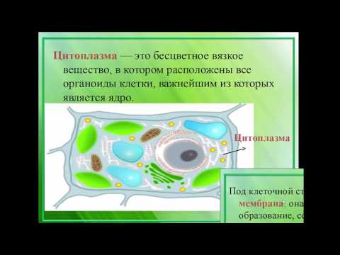 Растительные клетки