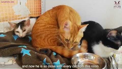 Reasons To Adopt Two Or More CATS Instead Of Just One