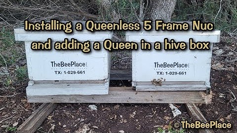 Installing A Queenless Nuc and adding a Queen