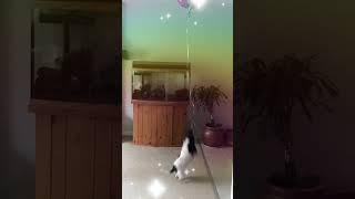 Funny Dog Jumping After Balloon Peppah, Jack Russell Parson