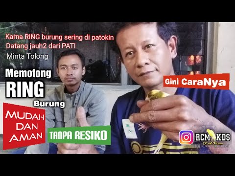 Video: Bagaimana cara melepaskan burung kenari?