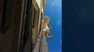 KUNGFU CAT: I believe I can fly  #shorts | wait for the end  #funny #cat #shorts