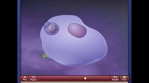 Antiviral Activity of Interferon