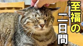 【ねこぷー】4月26日 ×2 mqdefault.jpg