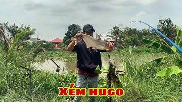 Câu Cá Tra Sông - Trúng Bãi Cá Nhiều Vừa Quăng Câu Là Pen Cần | Fishing - Miền Tây