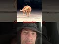 todos #os cachorros no ritmo só