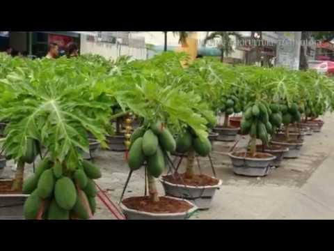 WOW!!! Growing Dwarf Papaya in Containers - Amazing Agriculture Technology