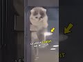 Le plan d'évasion de ce chaton mène à ÇA ! 🤯💛 #animauxmignons #animauxrigolos #animaux