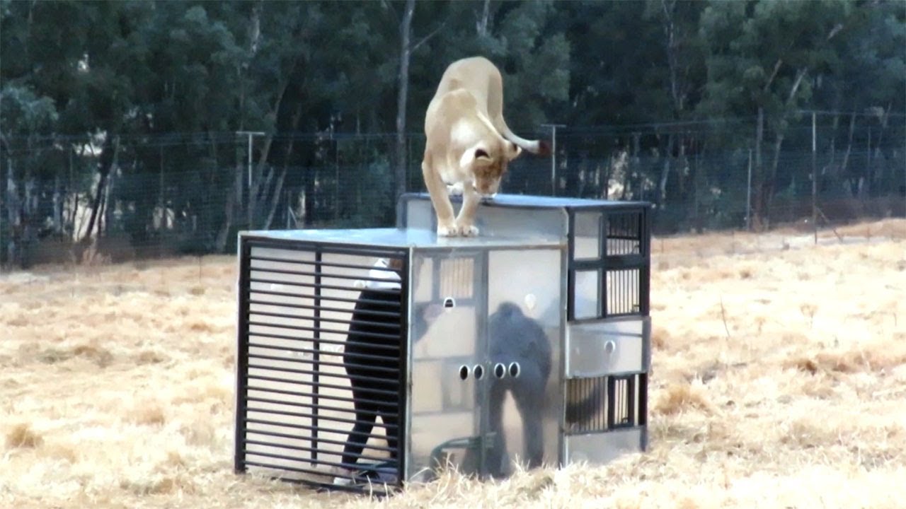 Zoológico inverso: los visitantes en una jaulas y los leones alrededor