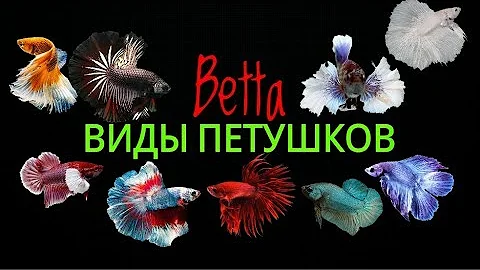 Виды петушков.Betta.