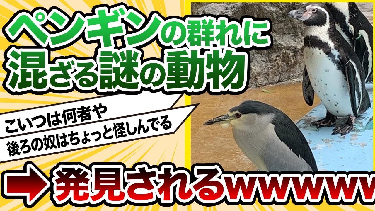 【2ch動物スレ】ペンギンの群れにしれっと混ざる謎の生き物が思わず笑ってしまう！