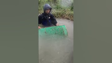 Mưa lũ miền trung anh em thả lờ bắt cá , mọi người vào kênh xem hết like đăng ký giúp mình #shorts