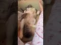 おじさんのようなヌコ(,,ﾟДﾟ) #ネコ #猫