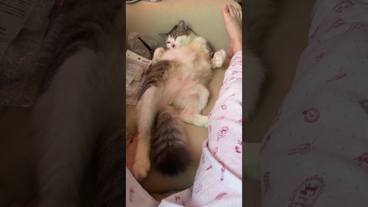 おじさんのようなヌコ(,,ﾟДﾟ) #ネコ #猫