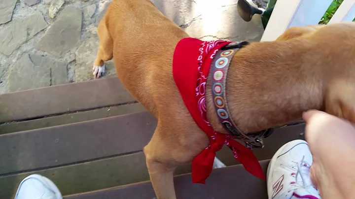 Meet Goldie, foster dog available for adoption fro...