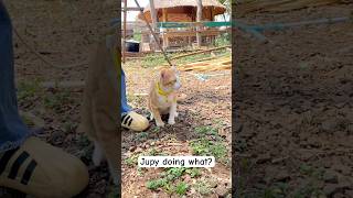 Enjoy hot season #catshorts #cat #prettycat #cutecat #pets #catlife #animallife #prettyfunny