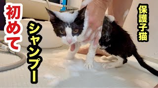 初めてのシャンプーであきらめてしまった保護子猫がこちらです