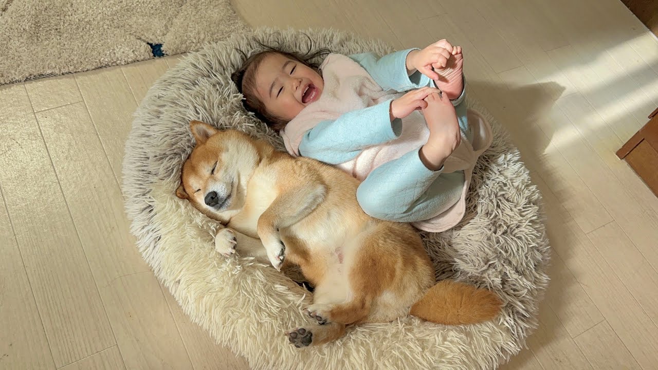 日向ぼっこの位置取り争奪戦を繰り広げる豆柴と一歳児が面白すぎました