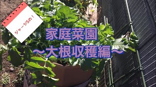 ジャージSの家庭菜園 〜大根収穫編〜
