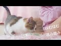 体育座りばかり猫の咀嚼音ばかり♥部活のときの座り方が好きなの