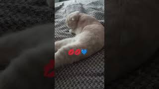 #sevgi #köy #cat #youtubeshorts #keşfetedüş