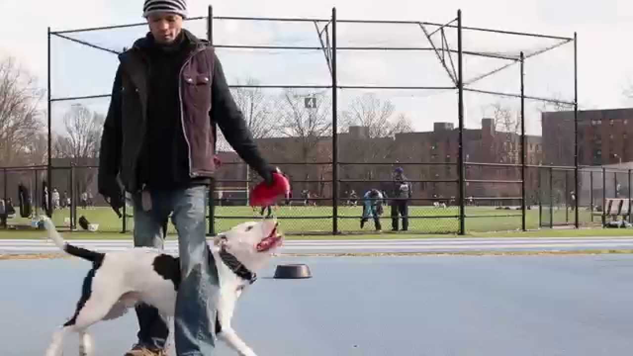 Practice Makes Perfect Dog Training NY Cowboy the Pit Bull Training