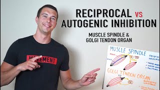 Reciprocal vs. Autogenic Inhibition Explained | Golgi Tendon Organ and Muscle Spindle Physiology