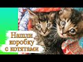 Спасение котят. Нашли коробку с котятами!