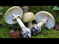 Jestive gljive i njihove dvojnice