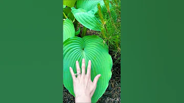 Magnificent Hosta Plants Outdoors Subscribe Nature Adventure Hobbies 