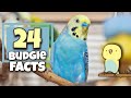 Incredible budgie facts that will blow your mind