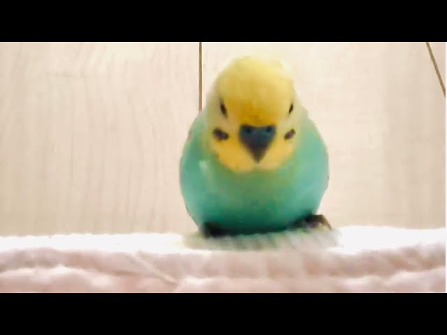 くーちゃんnoriko - YouTube