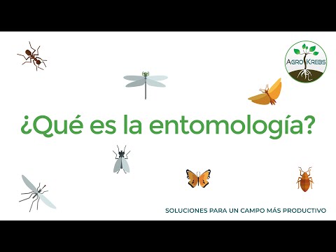 Video: ¿Qué estudia un entomólogo?