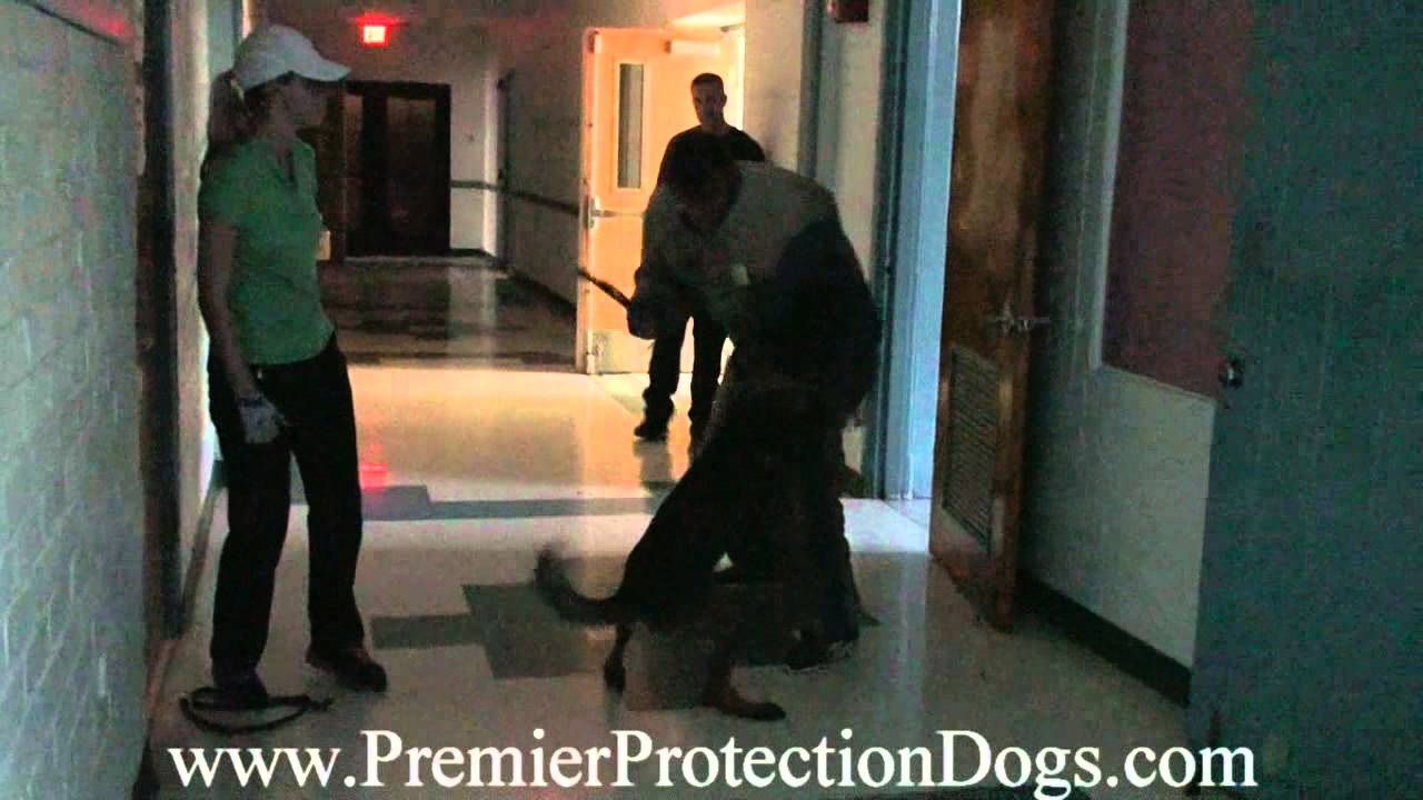 Premier Protection Dogs training night