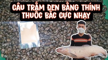 Câu Lục| Cá Quấn Ổ Nhưng Lại Gặp Thánh Bong - Chạm 4 Bắt 1