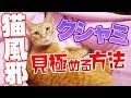 クシャミ連発！猫風邪の種類と病気か見極める７つのポイント！鼻血や鼻水には注意！