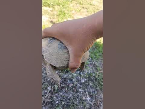 Тасбақа - YouTube