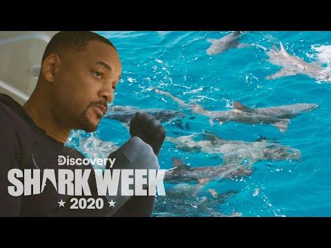 Will Smith Prepares to Dive with Sharks! | Shark Week
