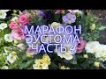 МАРАФОН ЭУСТОМА 4 подкормки эустомы, чтобы быстрее росла
