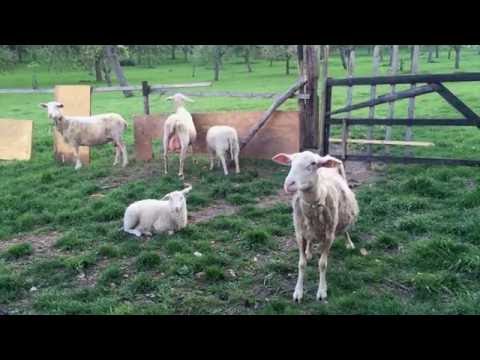 Video: Jehněčí Dvojče - Těhotenská Toxémie U Ovcí A Koz Toxické Těhotenství