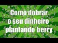 POKEMMO COMO FARMAR MONEY (NÃO FUNCIONA MAIS)