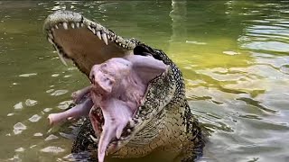 Gigantic Crocodiles & Huge Alligators Gobble up Thanksgiving Turkeys!