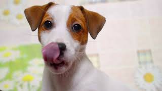 Jack Russell Terriers Playing Compilation  - Cute, Funny and Adorable #jackrussellterrier #jrt by Terrier Owner 2,956 views 1 year ago 2 minutes, 28 seconds