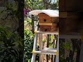 trẻ phôi ong dú fuva vui buồn đều có #bee #ong #ongdu #xh