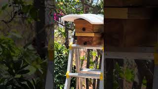 trẻ phôi ong dú fuva vui buồn đều có #bee #ong #ongdu #xh