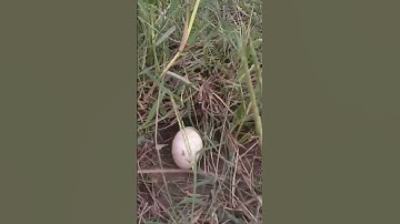 Lượm mót trứng vịt ngoài đồng.