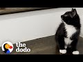 Rescued kitten becomes one of the girls  the dodo cat crazy