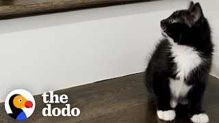 Rescued Kitten Becomes One Of The Girls | The Dodo Cat Crazy