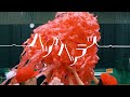 pachae / ハツがハツラツ 【MUSIC VIDEO】